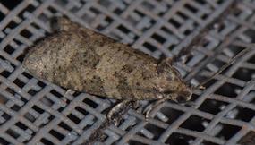 Réf. 211 214 : Cnephasia incertana
